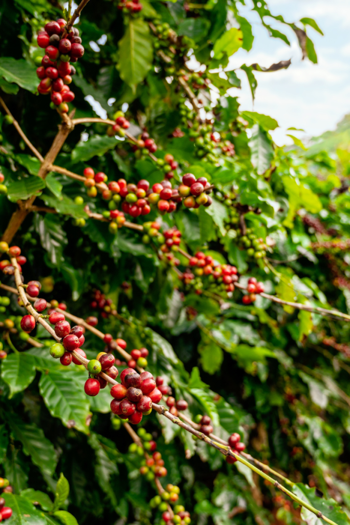 Coffee
