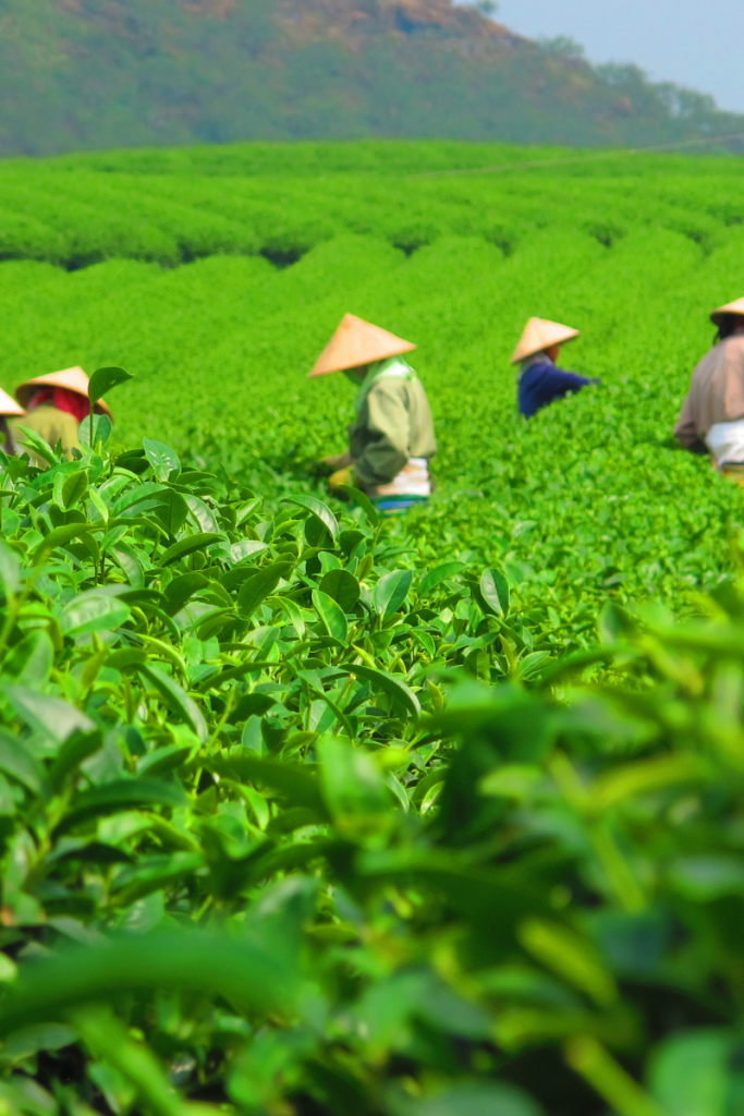 Tea